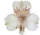 گل آلسترومریا هیمالیا